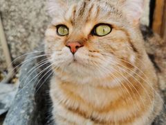 -喵屿·大理花园猫咖