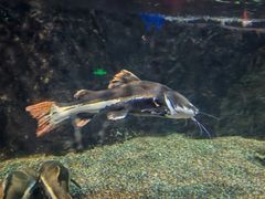 -太平洋海底世界