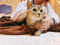 -宠爱国际动物医院·消化内科·心肾内科·ISFM猫友好(望京店)