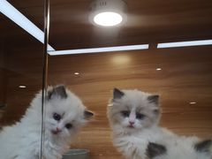 -猫十亿·布偶金渐层·曼基康矮脚猫舍(青年路店)
