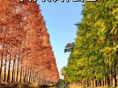 -上海海湾国家森林公园