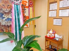 -猫十亿·布偶金渐层·曼基康矮脚猫舍(青年路店)
