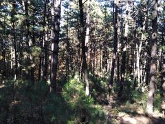 -帽儿山国家森林公园