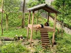 -中国大熊猫保护研究中心雅安碧峰峡基地