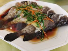 清蒸石斑鱼-波记美食店·现捞海鲜