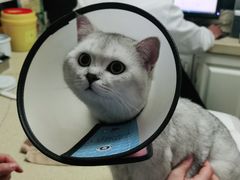 -安安宠医·安宠宠物医院