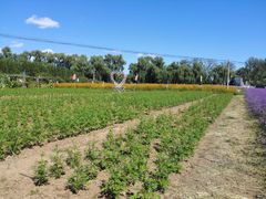 -北京东方普罗旺斯薰衣草庄园