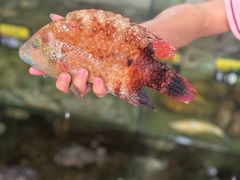 -岛中岛·海鲜大排档·万宁老字号(东澳店)