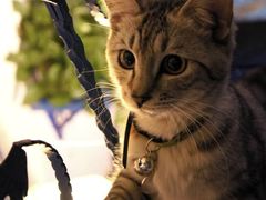 -Sirena海妖日咖夜酒