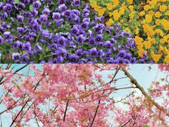-武汉紫薇都市田园