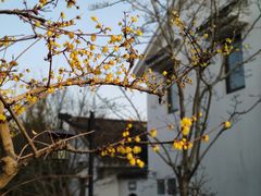 -上海共青森林公园
