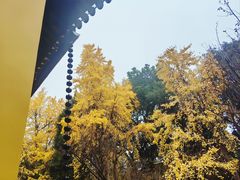 -西园戒幢律寺