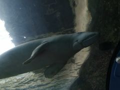 -悉尼海洋生物水族馆