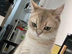 -琪喵猫屋·撸猫猫咖·猫舍