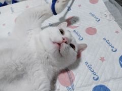 -灵美宠物诊所