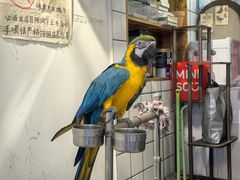 -吉丁鸟咖·异宠·寄养