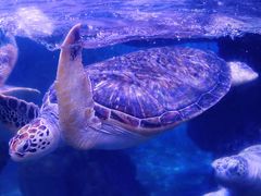 -海合安武汉极地海洋公园
