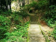 -芦沟竹海