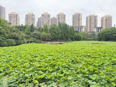 -龙头寺公园