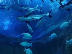 -成都浩海立方海洋公园