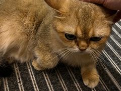 -飞行喵MR PILOT|猫舍·猫咖(静安大融城店)