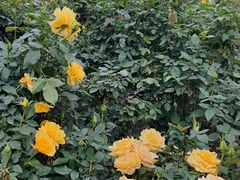 -人民公园(罗湖区)