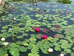 -莲花池公园