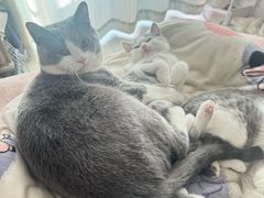 -爱佳宠物中心医院24H·CT·骨外科·猫专科(瑶海万达店)