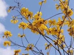 -松山湖梦幻百花洲