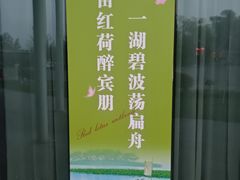 -滕州微山湖红荷湿地景区