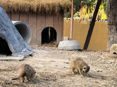 -泉州海丝野生动物世界