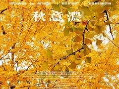 -三里屯东五街银杏大道