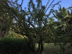 -三亚珠江南田温泉度假区