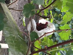 iphone_upload_pic-马陆小张葡萄园农家乐