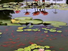 -莲花池公园