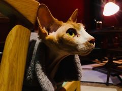 -猫色咖啡·猫咖