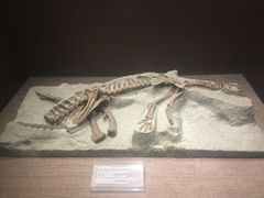 -自贡恐龙博物馆