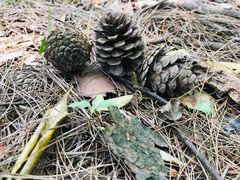 -铁山坪森林公园