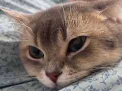 -瑞派动物医院·绝育·犬猫全科·预防医学(光景江南中店)