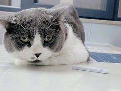 -伟伟宠物医院·CT影像中心·瑞派犬猫综合性门诊(汉口总院)