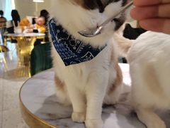 -喵喵咪呀布偶猫咖(春熙路店)