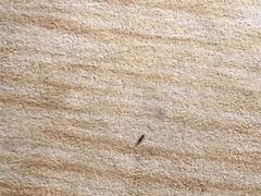 -成都世纪城假日酒店-西楼