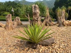 -深圳仙湖植物园