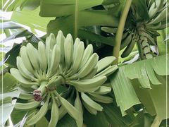 -云溪植物园