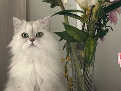 -纳吉亚猫专科动物诊疗中心(蒋宅口分院)