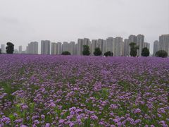 -洋湖国家湿地公园