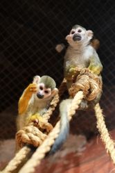 -Zoolung Zoolung动物主题公园(海信广场店)