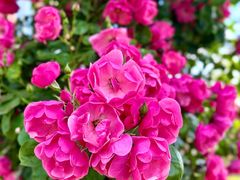 -悦见花开·花园里的火锅·露营·下午茶