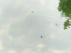 -白水寺森林公园