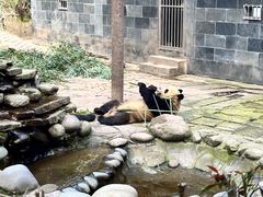 -中国大熊猫保护研究中心雅安碧峰峡基地